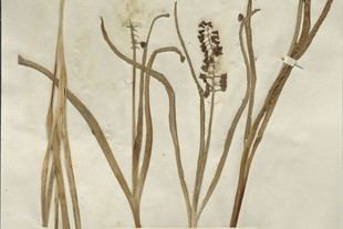 Digitalización de 357 mil muestras del Herbario de la Universidad de Pisa