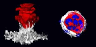 Investigación revela por qué algunos tumores tempranos sobreviven y cómo esto podría mejorar el tratamiento del cáncer