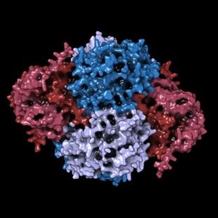 Descubren un mecanismo que regula la respuesta a fármacos contra el cáncer
