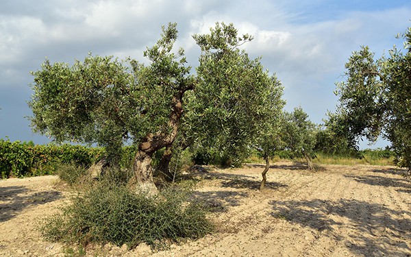 Nuevos disolventes verdes para aprovechar los residuos de poda del olivo