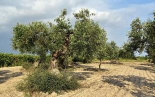 Nuevos disolventes verdes para aprovechar los residuos de poda del olivo