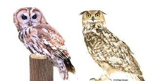 Participa en el censo de rapaces nocturnas en Barcelona