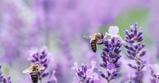 EIOPA destaca avances de aseguradoras en la gestión del riesgo de biodiversidad y solicita mayor colaboración