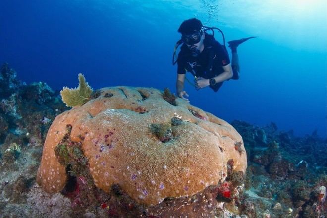 El aumento de temperatura pone en riesgo a los corales más resistentes del Caribe