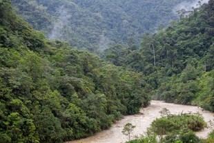 El cambio climático y su impacto en la diversidad de los bosques tropicales