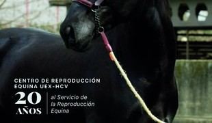 El Centro de Reproducción Equina UEx-HCV conmemora 20 años de trayectoria y presenta sementales para 2026