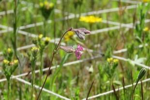 Investigadores de la URJC revelan cómo el clima y el suelo afectan la convivencia entre plantas