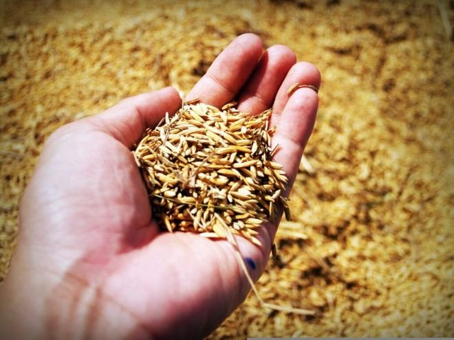 El CSIC transforma salvado de arroz en enzimas industriales valiosas