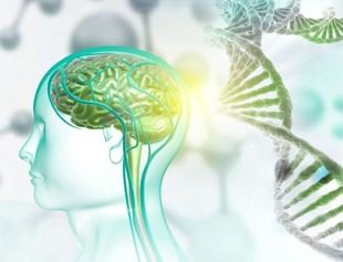 El CSIC crea moléculas sintéticas que corrigen alteraciones genéticas asociadas al autismo