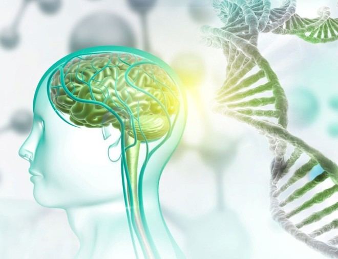 El CSIC crea moléculas sintéticas que corrigen alteraciones genéticas asociadas al autismo