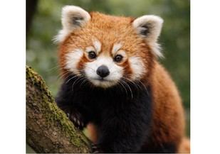 Nuevos fósiles del Mioceno revelan la evolución del panda rojo