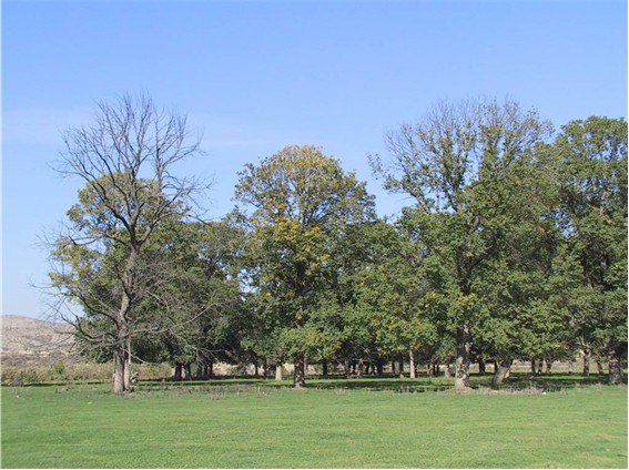 Descifran el genoma del olmo para su recuperación frente a la grafiosis