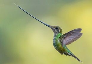 La exposición fotográfica 'Evolución' se presenta en el Jardí Botànic de la Universitat de València