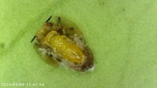IVIA descubre un parasitoide que controla el vector del HLB en cítricos