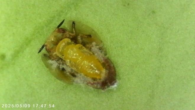 IVIA descubre un parasitoide que controla el vector del HLB en cítricos