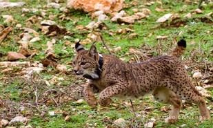 El lince ibérico se adapta a nuevos entornos según un estudio reciente