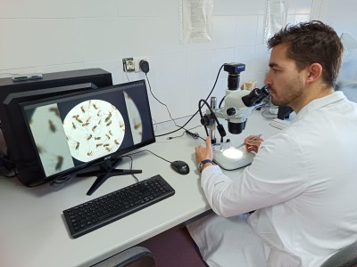 El mosquito del metro de Londres tiene un origen milenario en el Mediterráneo