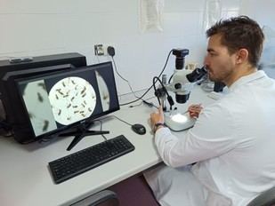 El mosquito del metro de Londres tiene un origen milenario en el Mediterráneo