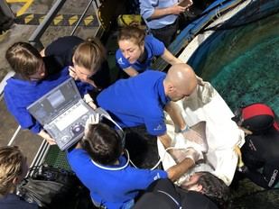 El Oceanogràfic y la Universidad CEU lanzan un nuevo Máster en Medicina de Fauna Acuática