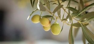 Culmina el proyecto BiOlivo para recuperar variedades autóctonas de olivo en Cádiz