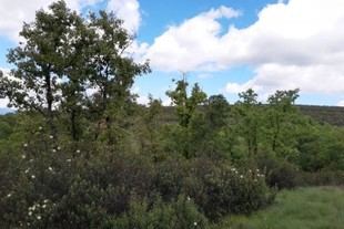Robles: el secreto para la convivencia de plantas competidoras