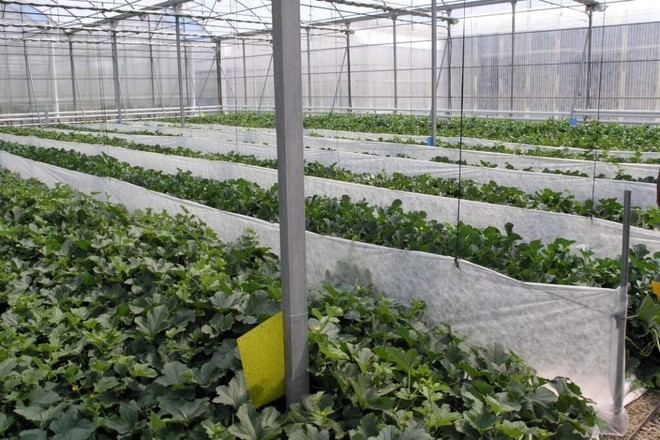 GreenSys2025: Almería acoge a expertos en tecnología de invernaderos