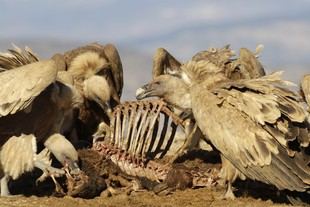 Los cazadores españoles ven a los buitres como aliados en la salud del ecosistema