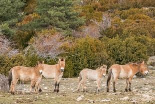 Los caballos, aliados en la prevención de incendios forestales
