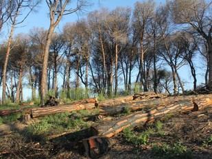 Los incendios y plagas forestales en Europa podrían duplicarse para finales del siglo XXI