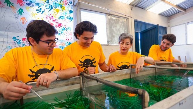UANL impulsa investigación para salvar al ajolote endémico de NL