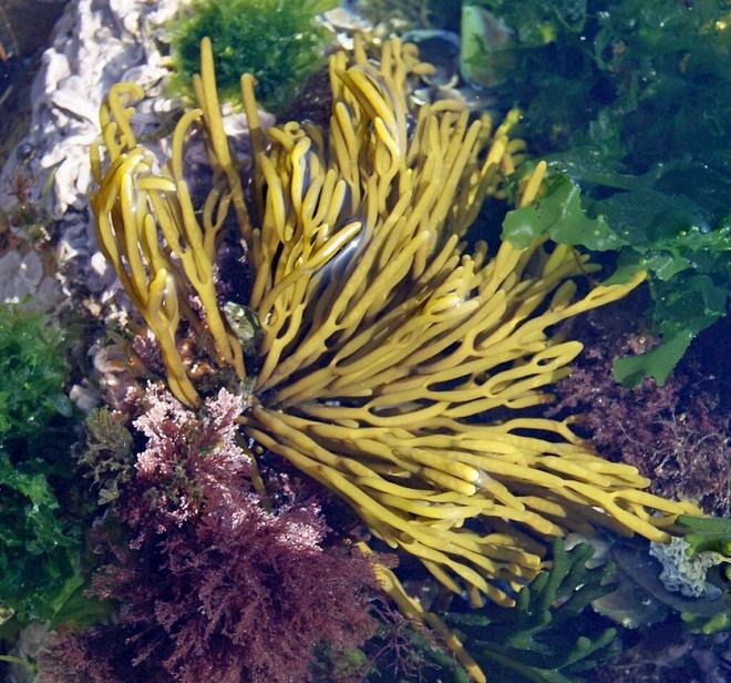 Desarrollan guía ilustrada sobre macroalgas de la costa portuguesa