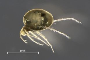 Estudiante de FCUP colabora en el descubrimiento de una nueva especie de ácaro acuático