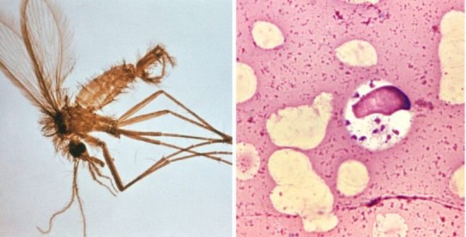 Investigación sobre vesículas extracelulares avanza en diagnóstico de leishmaniasis visceral