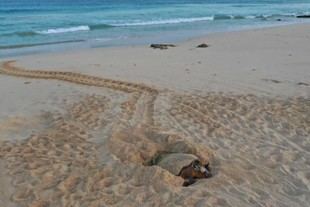 El estudio de la FCUP advierte sobre el efecto del plástico en los nidos de tortugas marinas