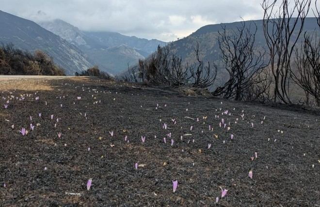 Evaluar la severidad de incendios es clave para la regeneración forestal, según expertos de la ULE