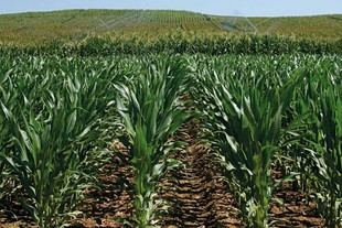 Reunión sobre uso eficiente del nitrógeno en agricultura en la UdL