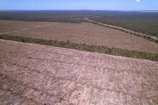 Investigadores utilizan IA y satélites para revelar daños en la Amazonía