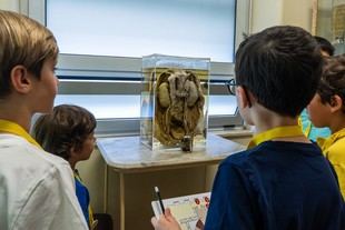 FMUP invita a las familias a explorar la historia de la medicina el 20 de junio