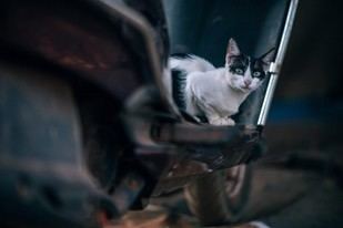 Investigación sobre la fatiga emocional en cuidadores de gatos callejeros