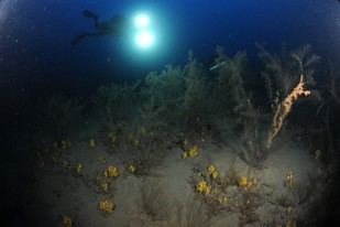 Descubren en Canarias cómo la singularidad de cada isla influye en la fauna de los corales negros
