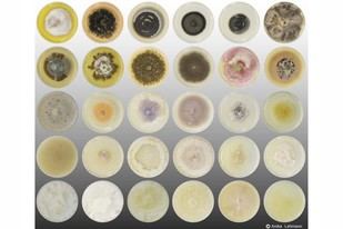 La investigación de la Freie Universität Berlín revela el papel crucial de los hongos en la salud global