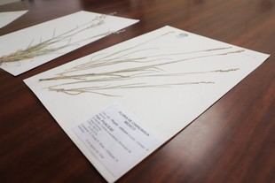 Estudiantes de Biología logran cuarto lugar en congreso internacional