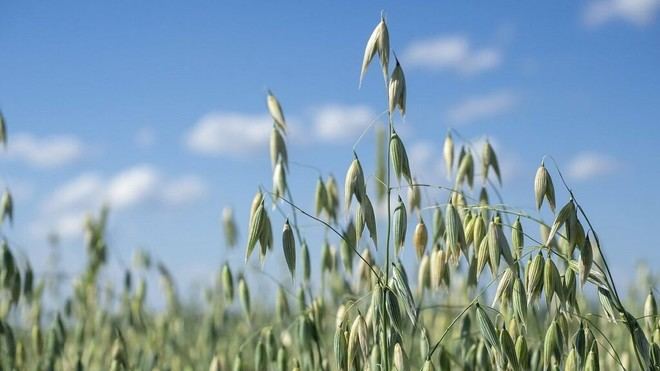 Descubren la diversidad genética del avena para mejorar su resistencia al cambio climático