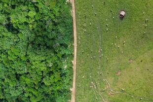 El consumo global de carne impulsa la deforestación en el Amazonas, según un estudio