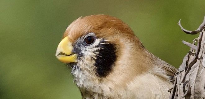 Estudio revela que la diversidad de aves se reduce, afectando la resiliencia de los ecosistemas