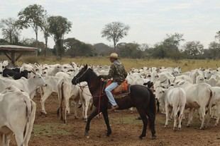 El cambio global hacia dietas basadas en plantas transformará el empleo agrícola y reducirá costos laborales, según un estudio de Oxford