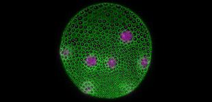 Investigadores revelan la estructura de una alga multicelular que ayuda a entender la vida compleja