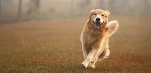 Los genes de los golden retrievers y los humanos influyen en comportamientos similares