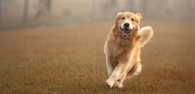 Los genes de los golden retrievers y los humanos influyen en comportamientos similares