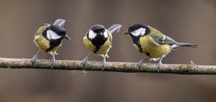 Investigación revela señales tempranas de "divorcio" en aves grandes titis